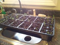 Pepper Seedlings.jpg