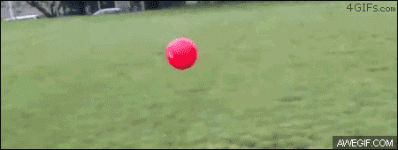 dog vs ball flying fail.gif