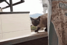 cat jump fail.gif