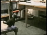 cat jump fail 2.gif