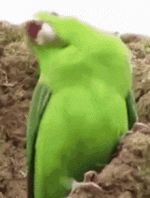 parrot-party.gif