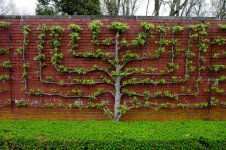 Candelabra-pattern-espaliered-tree.jpg