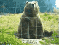 waving-bear-hi.gif