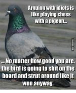 arguing-with-idiotsis-like-playing-chess-with-a-pigeon-no-14033992.jpeg
