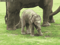 baby-elephants-first-steps.gif