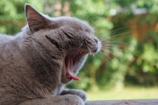 close-up-photo-of-cat-yawning-1646198.jpg