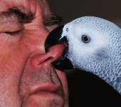 parrot_bites_nose-1.jpg