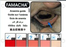 ANEMIA COLOR TEST.jpg