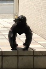 0_Crow-that-looks-like-gorilla-goes-viral-after-leaving-Twitter-users-scratching-their-heads.jpg