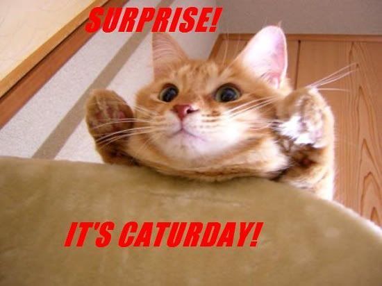 surprise-caturday.jpg