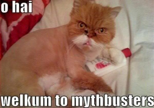 mythbusters-cat-caturday.jpg