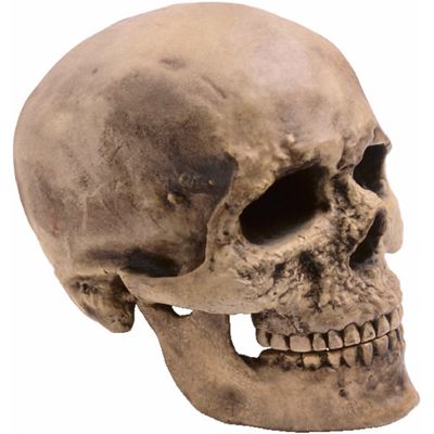 skull.jpg