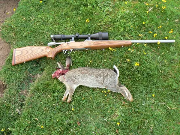 rabbit-shooting-vermin-varmint-control.jpg