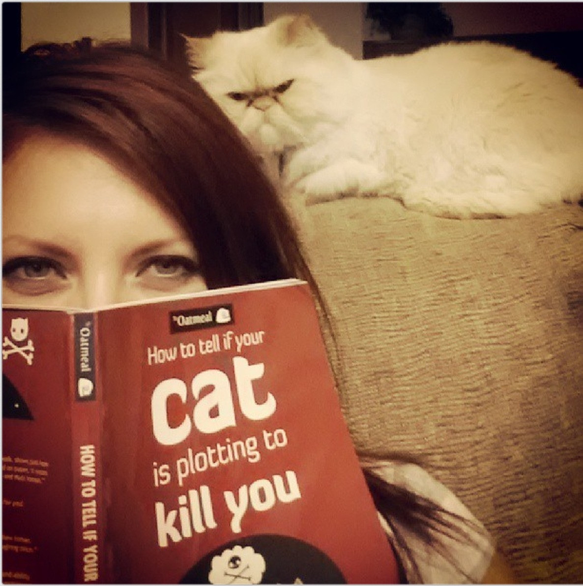 killer-cats.jpg