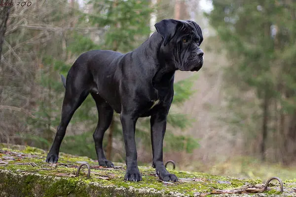 Cane-Corso5.jpg