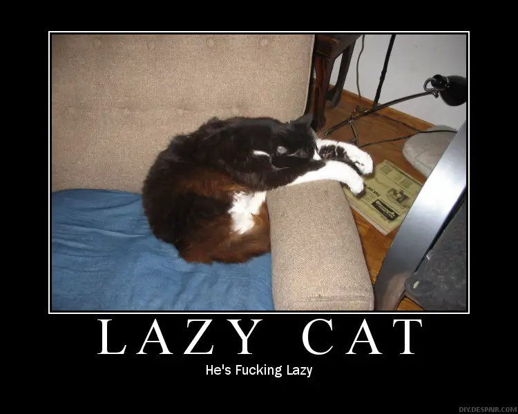 090829-lazy-cat.jpg