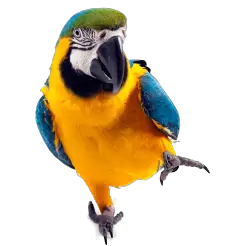 parrot.png