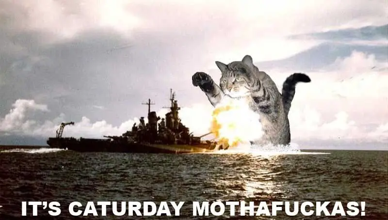 caturday_mf.jpg