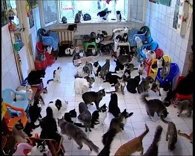 cat-crazy.jpg