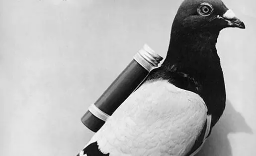 carrier-pigeon.jpg