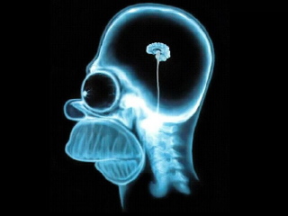 homer-simpson-brain.jpg