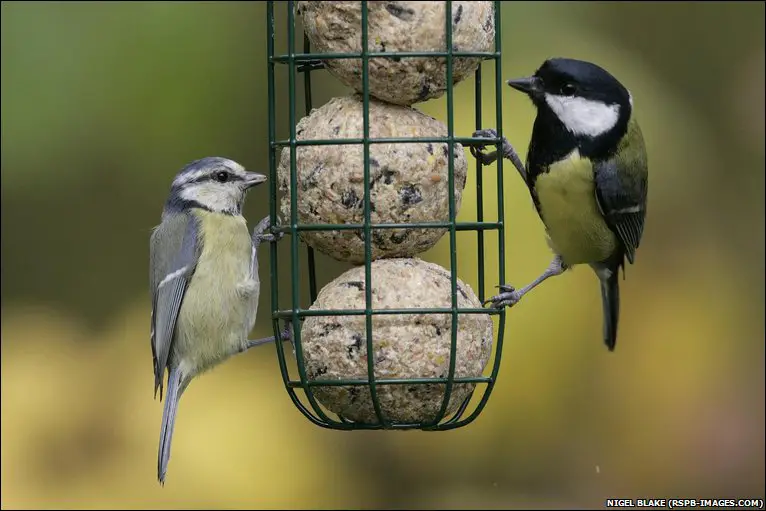 _46577240_great_tit.jpg