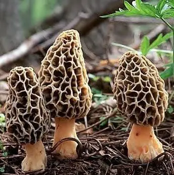 morels.jpg