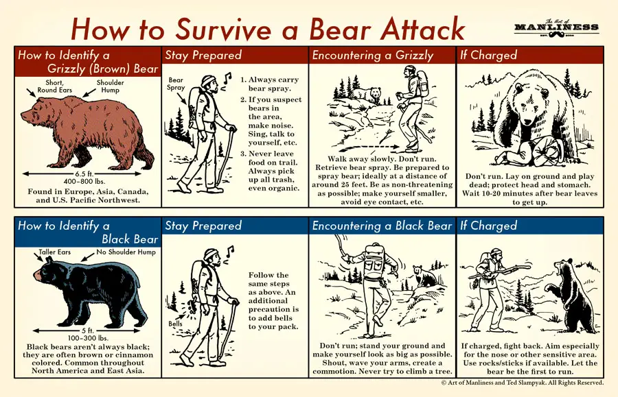 Bear-Attack-1.jpg