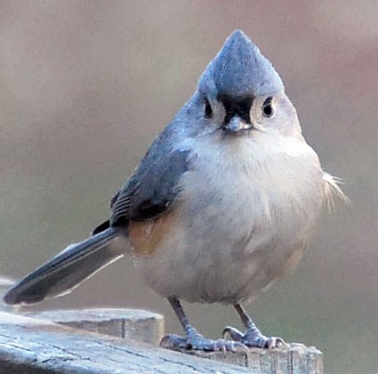 tufted_titmouse_5.jpg