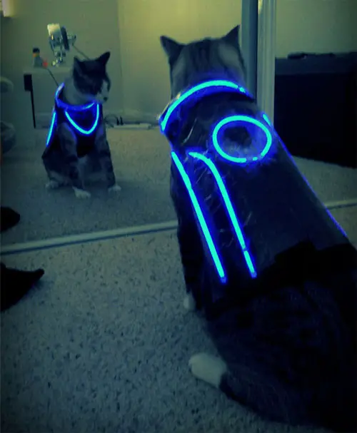 tron_cat.jpg