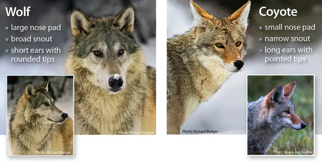 WolfCoyoteComparison.jpg