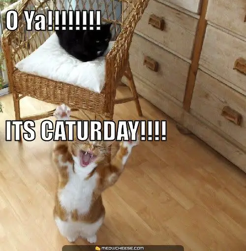 o-ya-its-caturday-.jpg