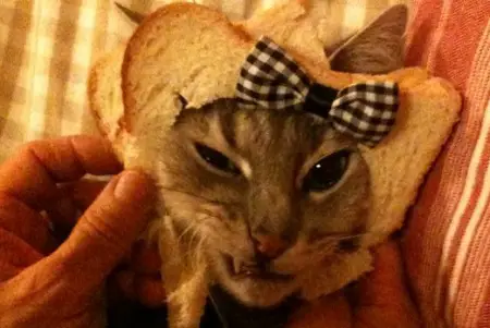 cat_bread_3.jpg