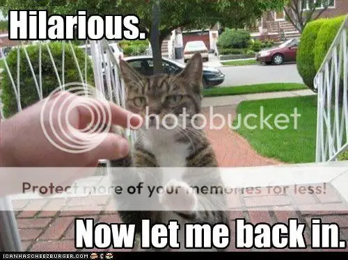 funny-pictures-cat-wants-to-be-allo.jpg