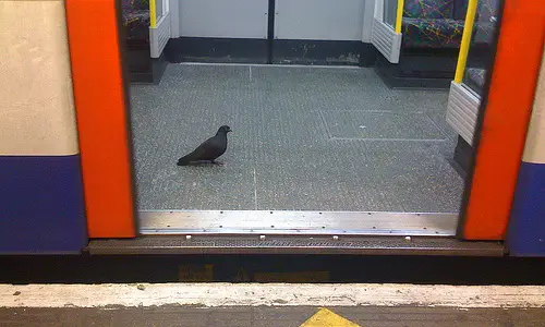 pigeon-tube.jpg