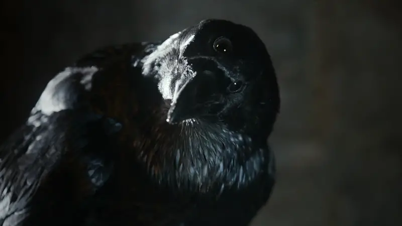 got-three-eyed-crow.png