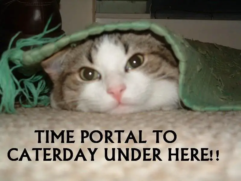 time-portal-to-caturday-over-here-c.jpg