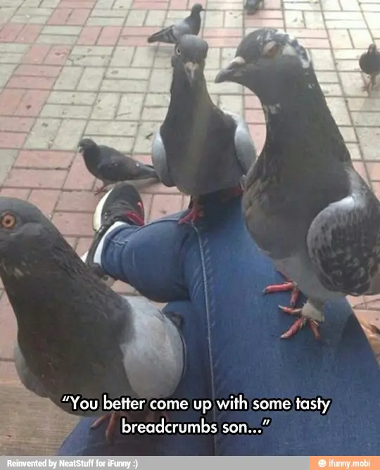 pigeon.jpg