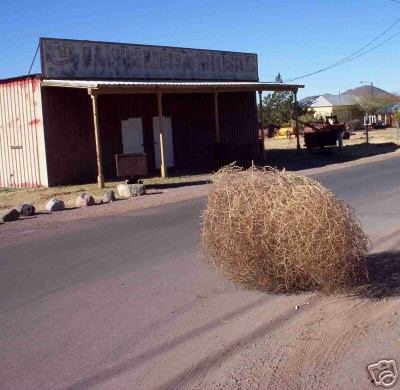 tumbleweed1.jpg