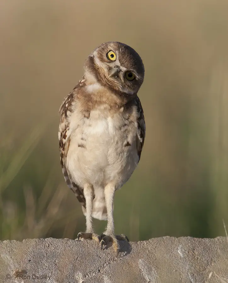 burrowing-owl-8930-ron-dudley.jpg