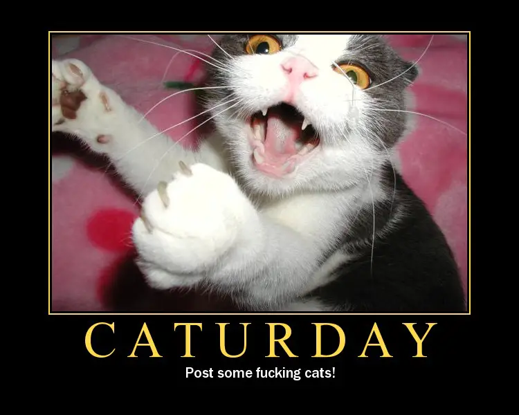 caturday-01.jpg