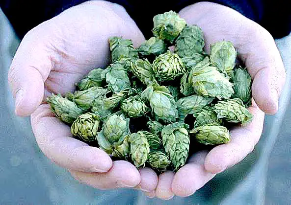 handful-of-hops.jpg