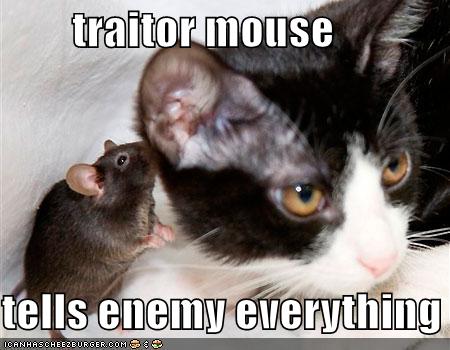 funny-pictures-traiter-mouse-whispers-cat.jpg