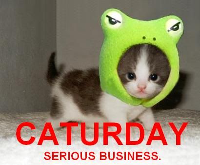 caturday-1.jpg