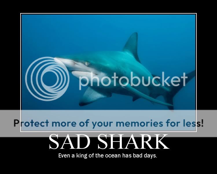 sad-shark.jpg