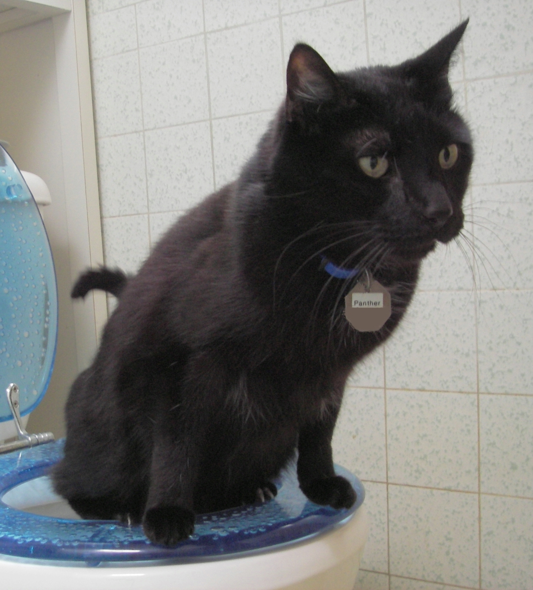 Toilet_Trained_Cat_22_Aug_2005.jpg