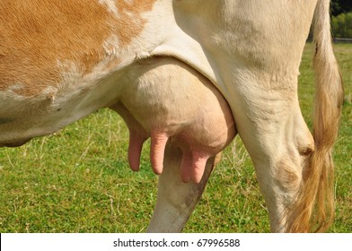 udder-young-cow-260nw-67996588.jpg