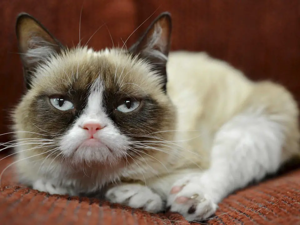 grumpy-cat.jpg