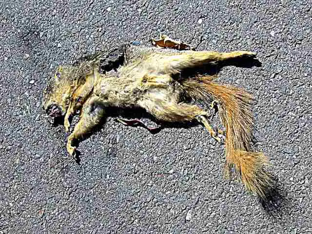 Dead+Squirrel+2.jpg