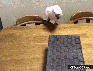 Funny-Video-Parrot-Cat-Box-Gif.gif
